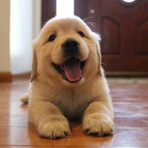 Meet your Posher, Roger